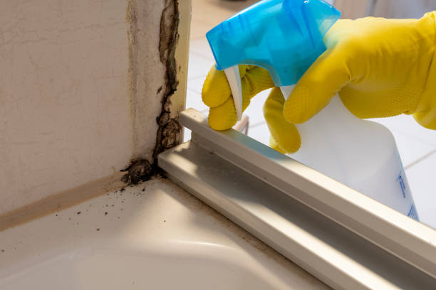 Best Same-Day Mold Removal  in Flower Hill, NY