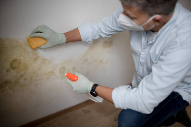 Mold Testing and Removal in Flower Hill, NY