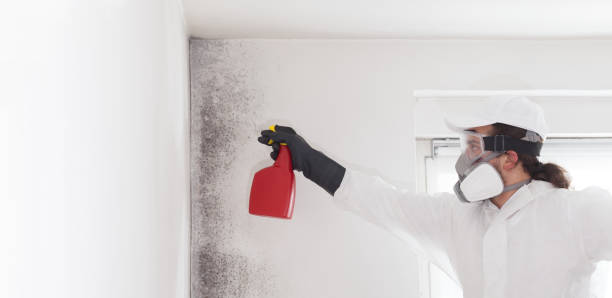 Mold Removal Process in Flower Hill, NY