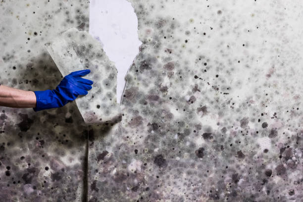 Best Best Mold Removal Companies  in Flower Hill, NY