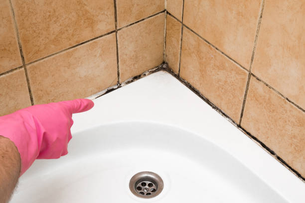 Best Mold Removal Process  in Flower Hill, NY